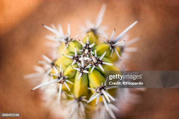 cactus and areoles - areoles foto e immagini stock