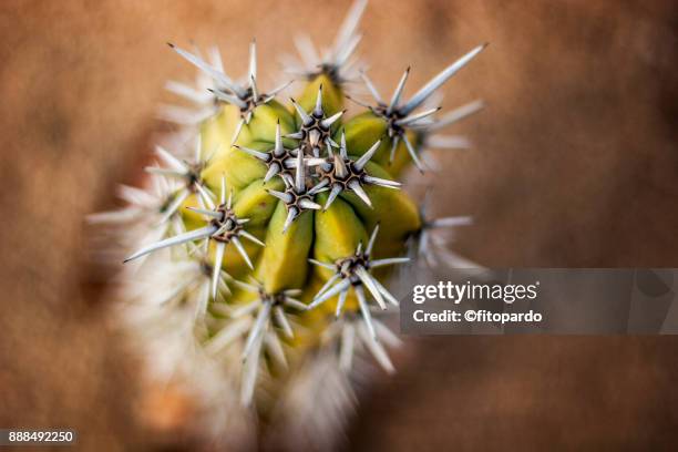 cactus and areoles - areoles stock pictures, royalty-free photos & images