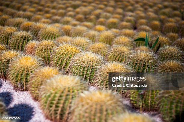 echinocactus or golden barrel cactus - golden barrel cactus stock pictures, royalty-free photos & images