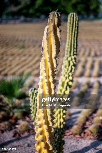cactus and areoles - areoles stockfoto's en -beelden