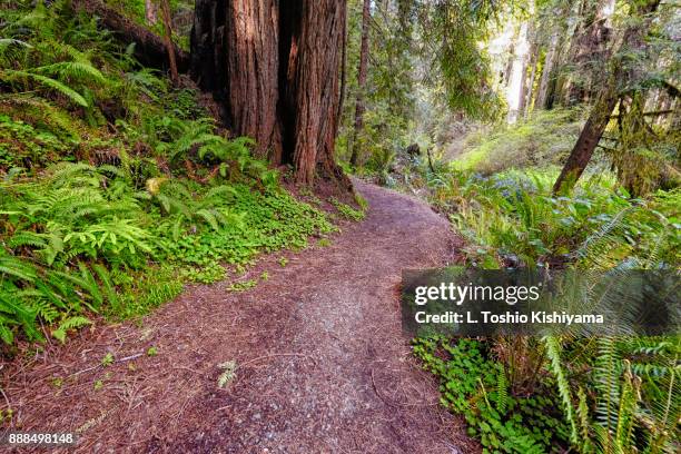 path through redwood state park, california - arcadia california stock pictures, royalty-free photos & images