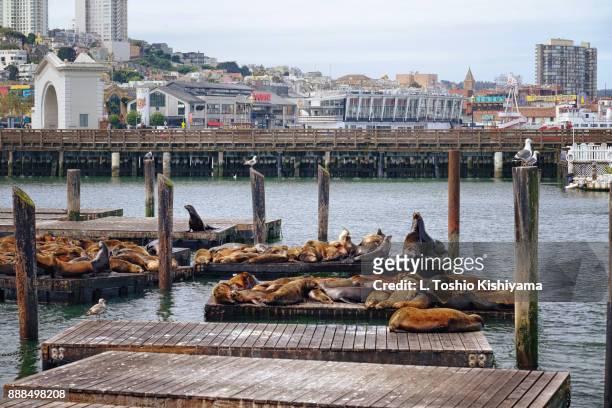 sea lions in san francisco, california - pier 39 stockfoto's en -beelden