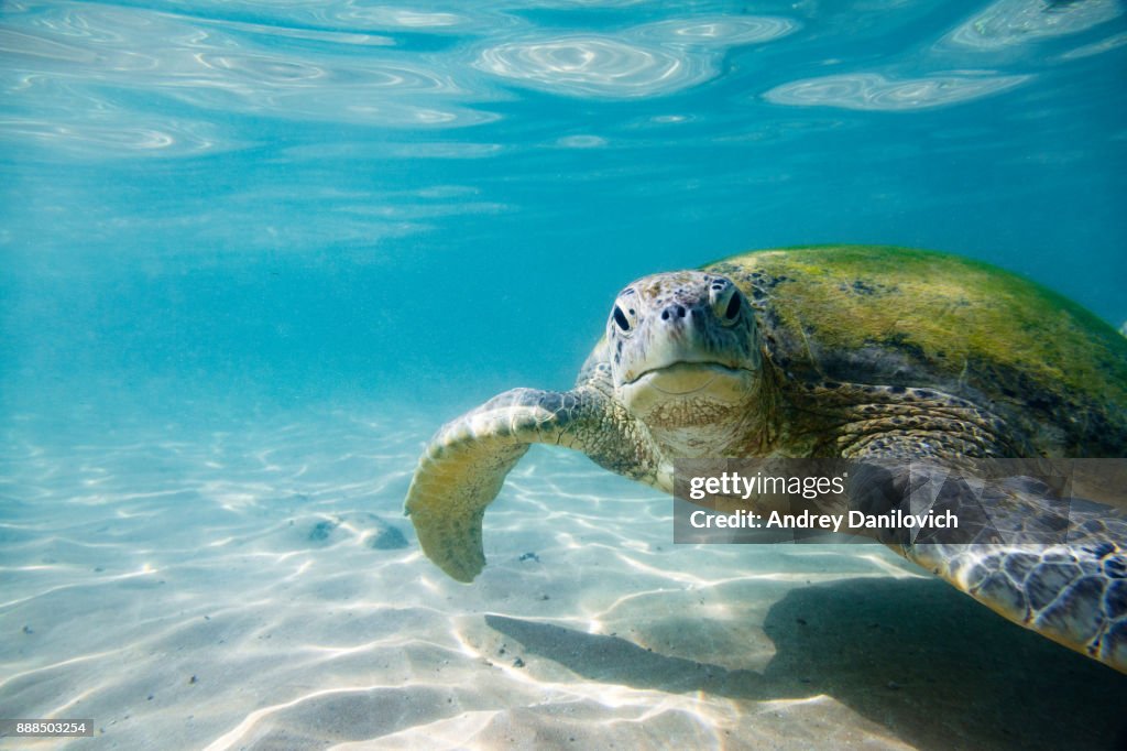 The green sea turtle