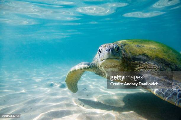 the green sea turtle - aquatic organism stock pictures, royalty-free photos & images
