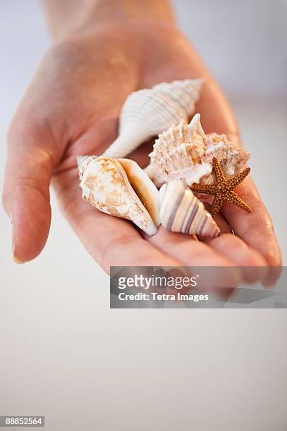 close-up of seashells in womans hand - muschel close up studioaufnahme stock-fotos und bilder