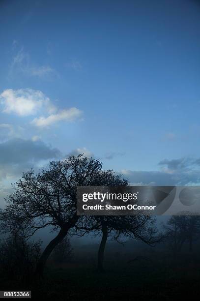 usa, carbondale, colorado, usa, colorado, carbondale, trees on field in fog - carbondale colorado bildbanksfoton och bilder