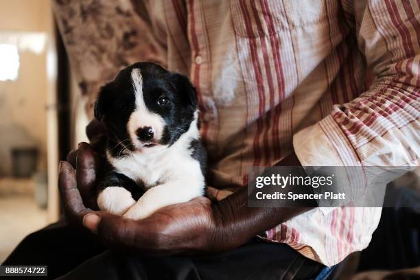 Theo Philus holds a puppy he rescued on the nearly destroyed island of Barbuda on December 8, 2017 in Cordington, Barbuda. Barbuda, which covers only...