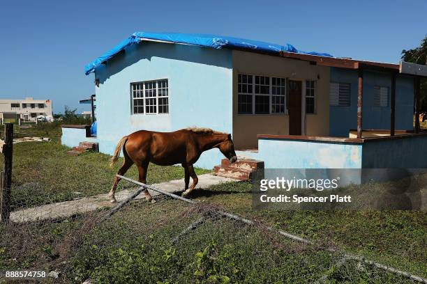 Horse walks among abandoned homes on the nearly destroyed island of Barbuda on December 8, 2017 in Cordington, Barbuda. Barbuda, which covers only 62...