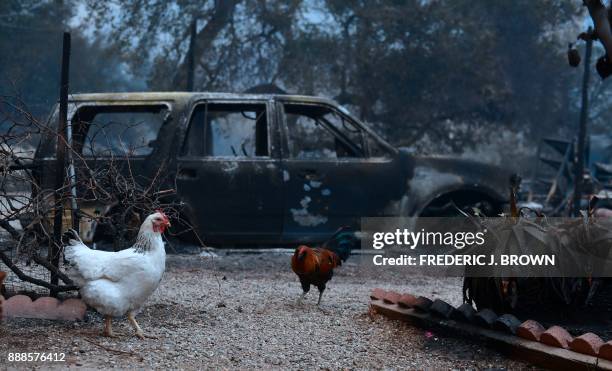 Chickens roam besie fire ravaged vehicles parked in front of burnt out homes off Highway 33 north of Ojai, California on December 8, 2017....