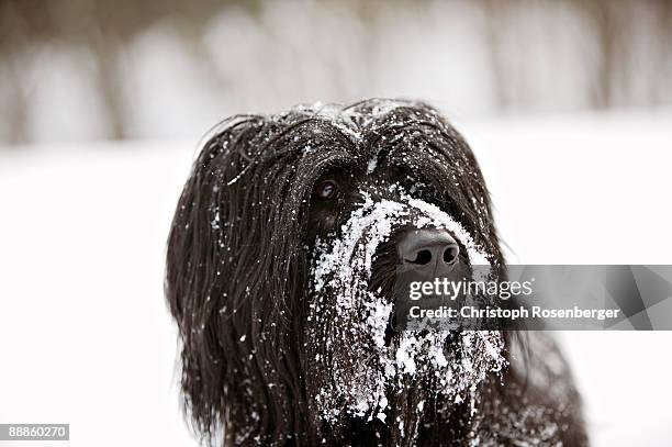 briard dog covered with snow - briard stock pictures, royalty-free photos & images