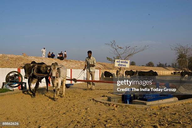 Ajay Shankar Pandey, Municipal Commissioner of Ghaziabad started a Bulls and Oxen Protection Centre at a Goshala in Nandi Park Colony, in Uttar...