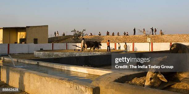 Ajay Shankar Pandey, Municipal Commissioner of Ghaziabad started a Bulls and Oxen Protection Centre at a Goshala in Nandi Park Colony, in Uttar...