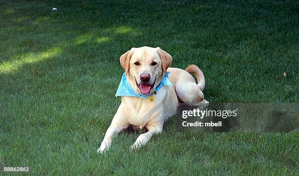 cody yellow lab -  happy dog - yellow labrador retriever stock pictures, royalty-free photos & images