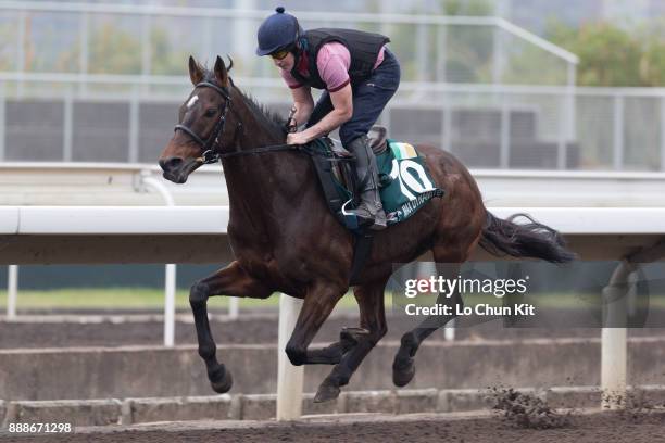 Max Dynamite training on the track to prepare for the LONGINES Hong Kong International Races at Sha Tin racecourse on December 7, 2017 in Hong Kong,...