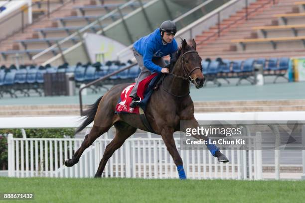 Garlingari training on the track to prepare for the LONGINES Hong Kong International Races at Sha Tin racecourse on December 7, 2017 in Hong Kong,...