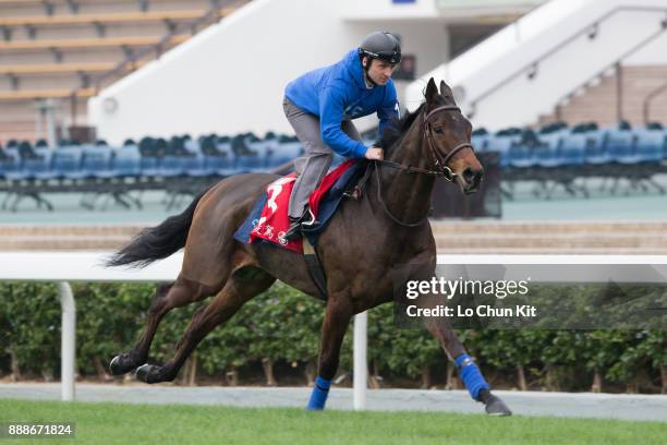 Garlingari training on the track to prepare for the LONGINES Hong Kong International Races at Sha Tin racecourse on December 7, 2017 in Hong Kong,...