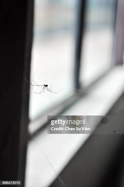 408 Daddy Long Legs Spider Stock Photos, High-Res Pictures, and
