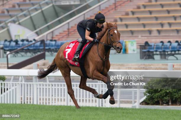 Blond Me training on the track to prepare for the LONGINES Hong Kong International Races at Sha Tin racecourse on December 7, 2017 in Hong Kong, Hong...