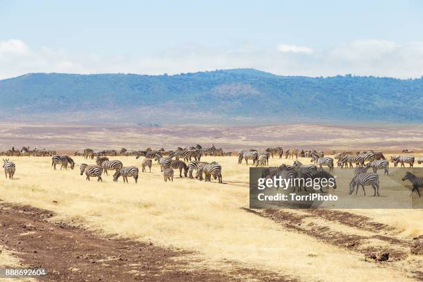 zebras on the meadow at ngorongoro conservation - grants zebra stock pictures, royalty-free photos & images