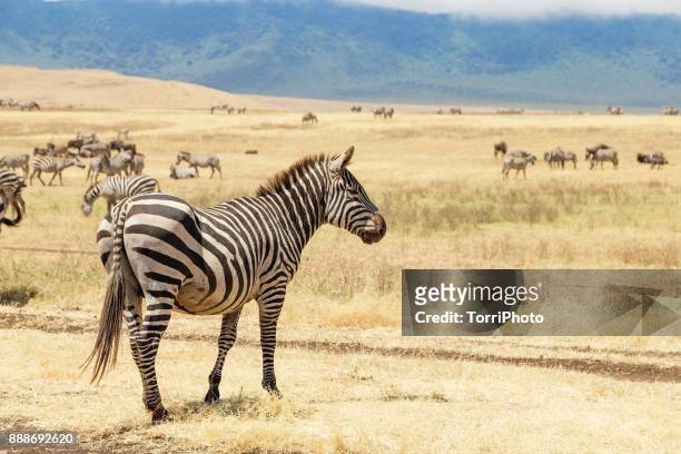 zebras on the meadow at ngorongoro conservation - grants zebra stock pictures, royalty-free photos & images