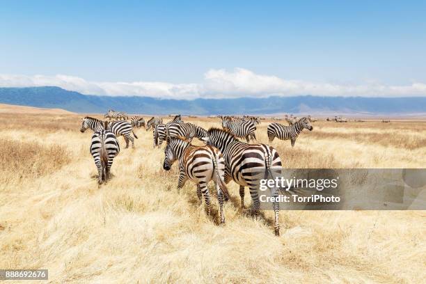 zebras on the meadow at ngorongoro conservation - ngorongoro wildreservat stock-fotos und bilder