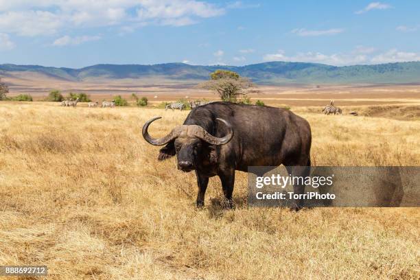closeup of african buffalo or cape buffalo (syncerus caffer) in meadow at ngorongoro conservation area - bufalo indiano foto e immagini stock