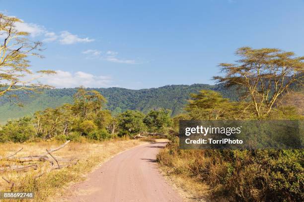 dirt road thru ngorongoro conservation area. african forest - vachellia tortilis stockfoto's en -beelden