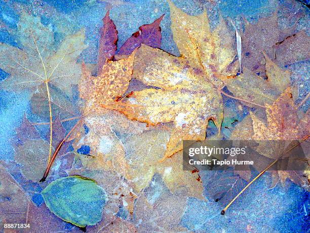 leaves in frozen pond - autumn finland stock pictures, royalty-free photos & images