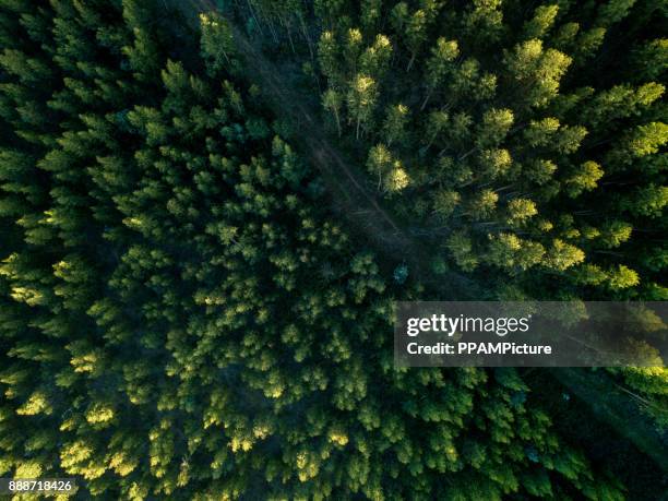 drone vy av en väg i skogen - tallträd bildbanksfoton och bilder
