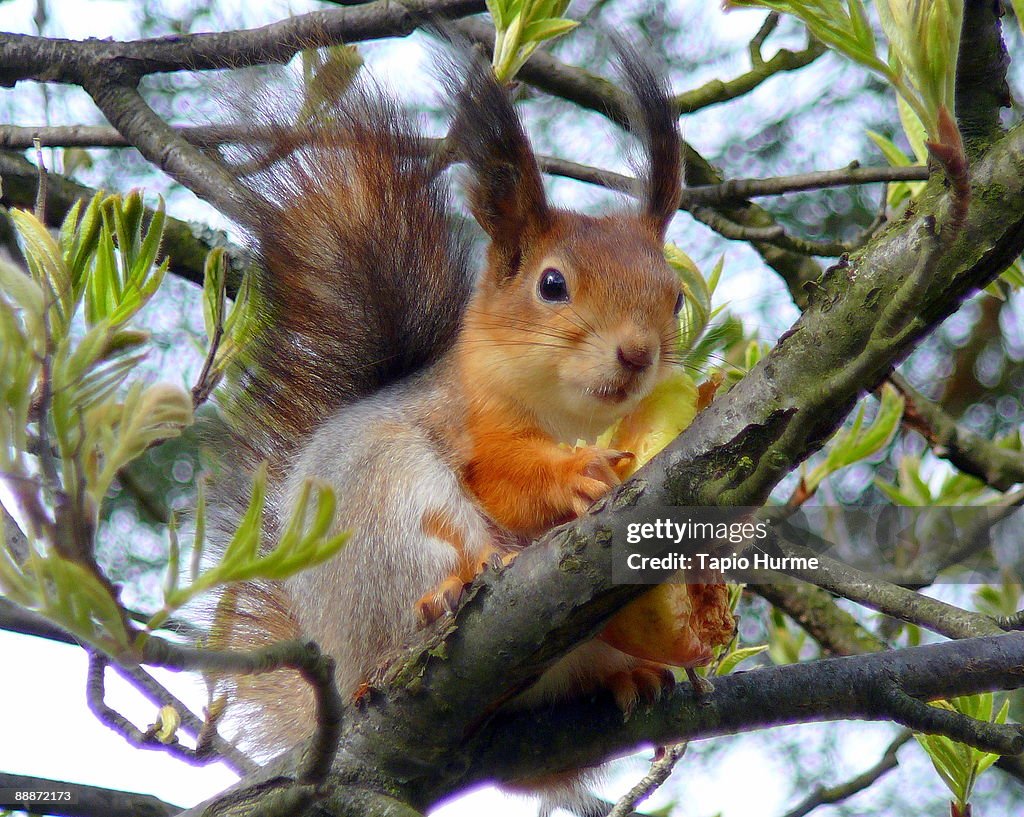 Squirrel on Backyard