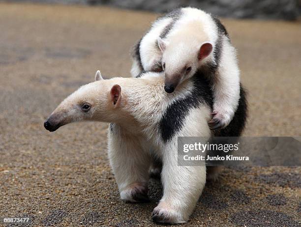 Three-month-old baby Southern Tamandua "Konbu" lies on its mother Tae's back at Sunshine International Aquarium on July 7, 2009 in Tokyo, Japan. A...