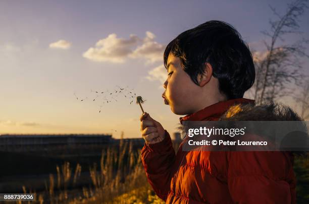 Boy blowing a dandelion head