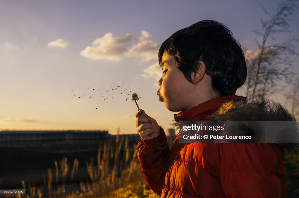 Boy blowing a dandelion head