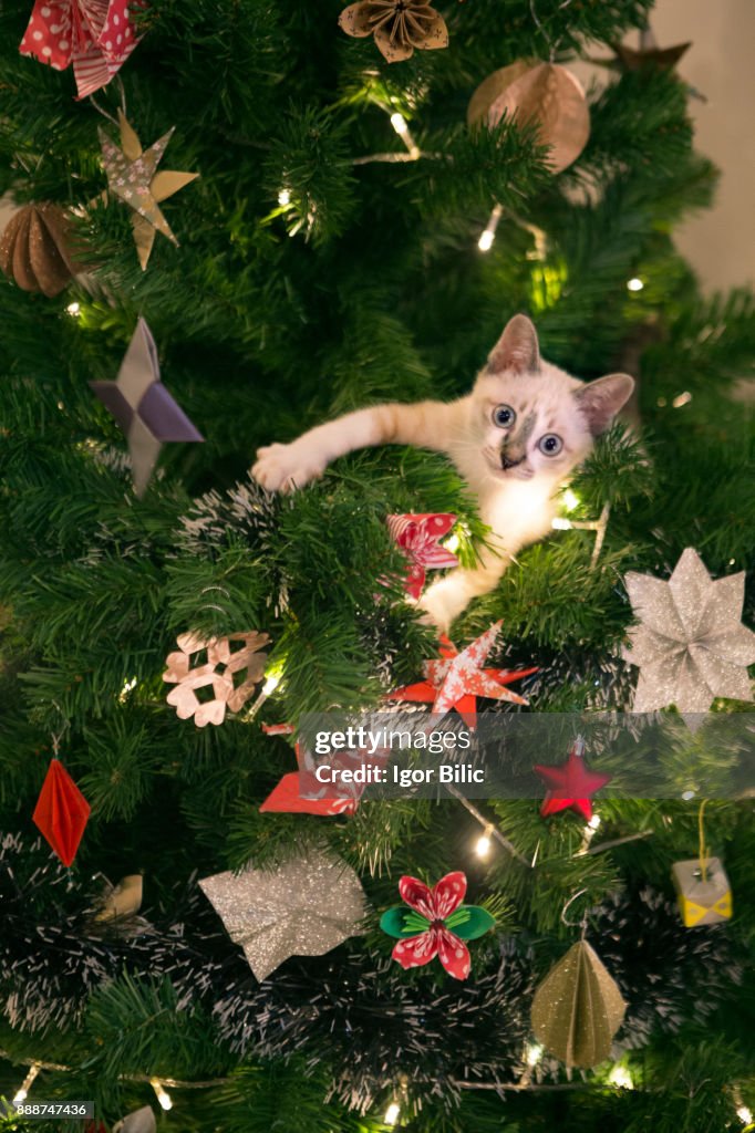 Kitten in a Christmas tree