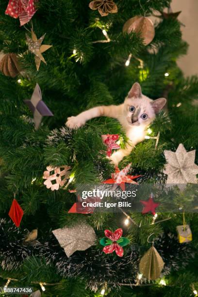 kitten in a christmas tree - feline stock pictures, royalty-free photos & images