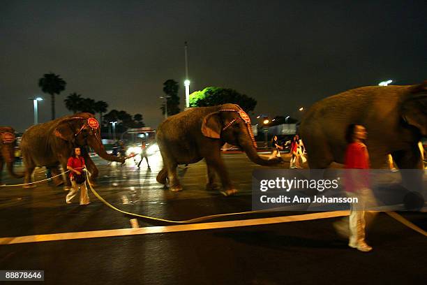 Asian elephants walk to the Staples Center, hours before a memorial service for recently deceased singer Michael Jackson is to take place at the same...