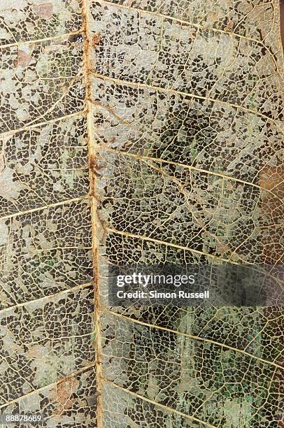 close-up of decaying leaf - gunung mulu national park stock pictures, royalty-free photos & images
