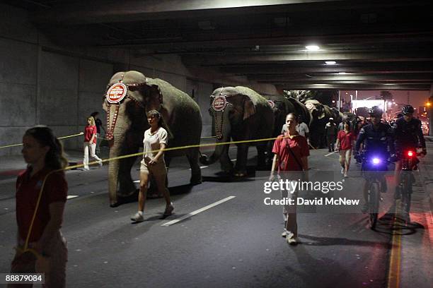 Eleven Asian elephants walk to the Staples Center, hours before a memorial service for recently deceased singer Michael Jackson is to take place at...