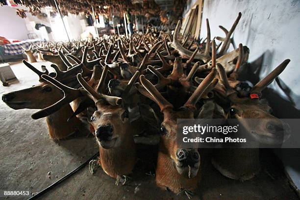 Worker processes pilose antlers at a workshop in Shuangyang District on July 7, 2009 in Changchun of Jilin Province, China. Sika deer have long been...