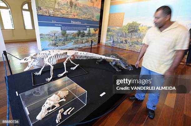 Man watches fossile remains and a reconstruction of an armadillo-like sphagesaurid crocodyliform from the late cretaceus who lived in the hills of...