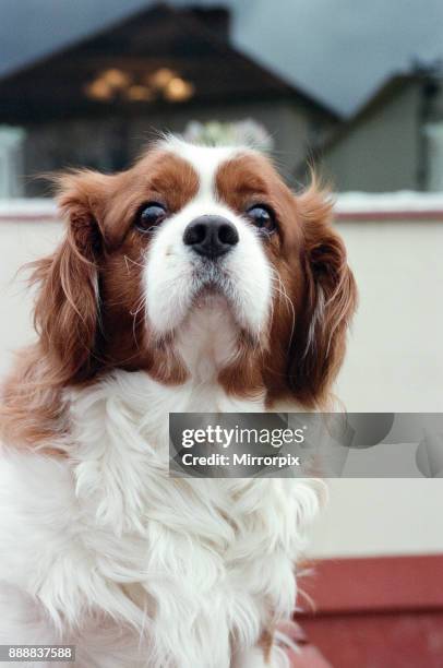 Pet of the week. Maureen Young's King Charles Spaniel, Floyd, 10th April 2001.