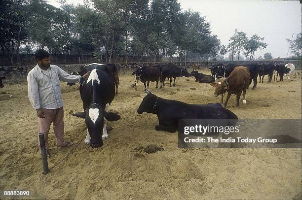Man looking after Cows at a Dairy Farm