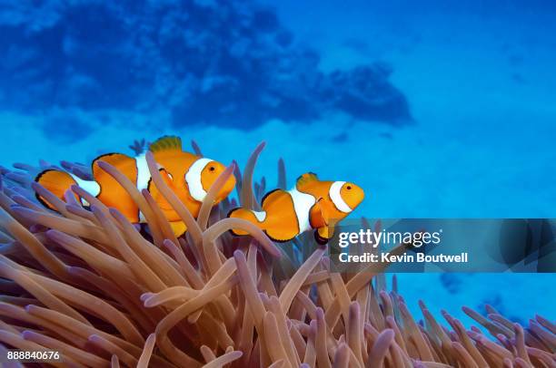 clownfish in anemone on the great barrier reef - pesce pagliaccio di clark foto e immagini stock