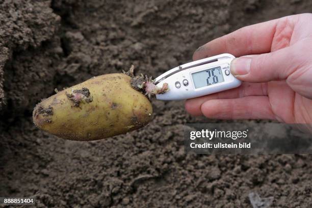 Frühkartoffel "Annabelle" gepflanzt beim Landwirt Bernd Gellermann - hier nach 3 Wochen Frost Nachmittags bei 2.6 Grad - sieht genau so aus wie beim...