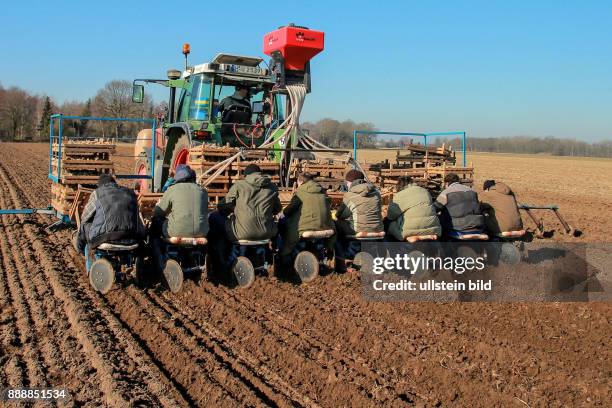 Mit dem Frühling kommt auch die Kartoffelpflanz Saison - wie hier bei Landwirt Bernd Gellermann aus Dedenhausen bei Uetze/Hannover . Hier wird die...