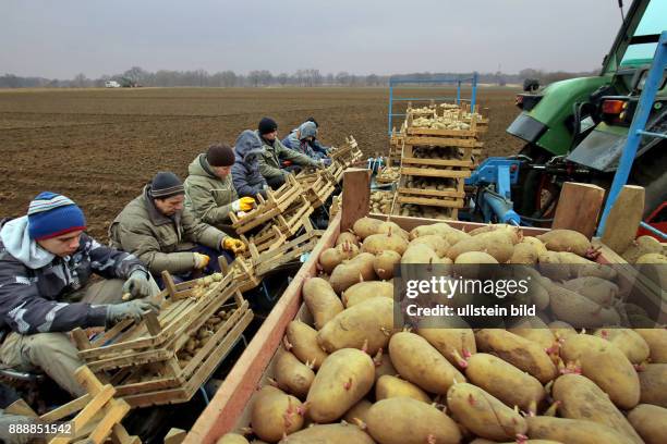 Frühkartoffelpflanzung bei Landwirt Bernd Gellermann aus Dedenhausen -Uetze bei Hannover - hier die Sorte Annabelle . G. Hat am Sontag den angefangen...