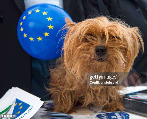 Ein Hund hat einen Europa-Luftballon umgebunden bekommen beim Tag der offenen Tuer in der Thueringer Staatskanzlei und dem Europafest im am Samstag,...