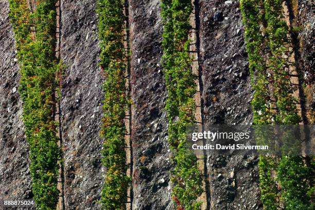 Shards of schist, a slate-like metamorphic rock which stretches along the Douro River and which is rich in nutrients and has water-retention...