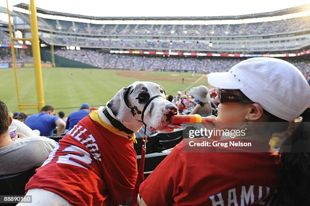 View of dog with owner during Dog Day sponsored by PETCO and Natural Balance during Texas Rangers vs San Diego Padres game. Animal. Arlington, TX...