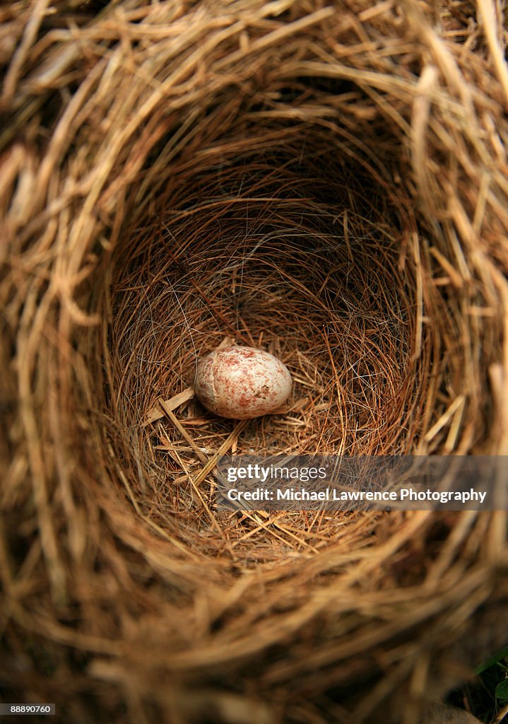 Lone Egg in Bird Nest